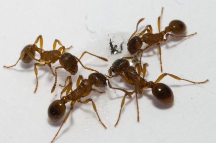 Уничтожение муравьев   в Куровском 
